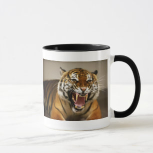 Malayan mugg för tiger #2