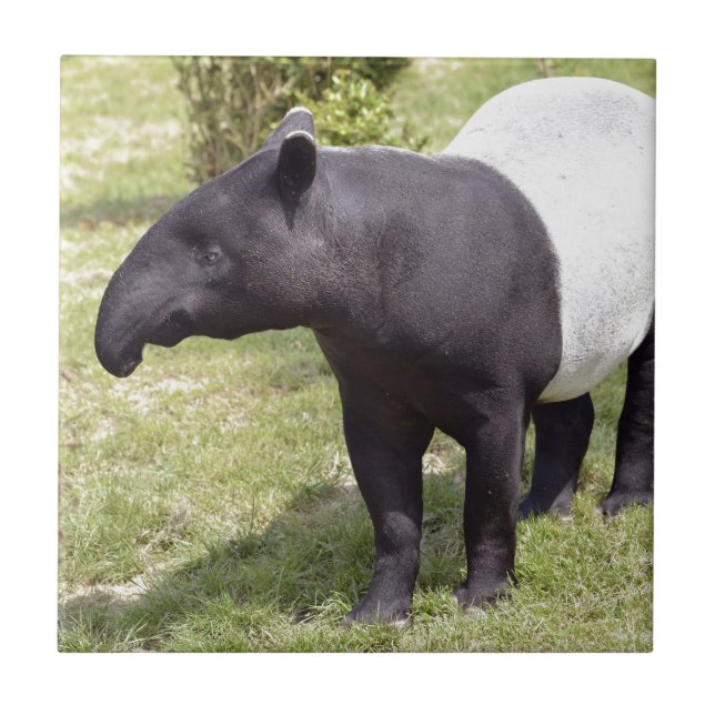 Malayan tapir på gräs kakelplatta (Framsidan)