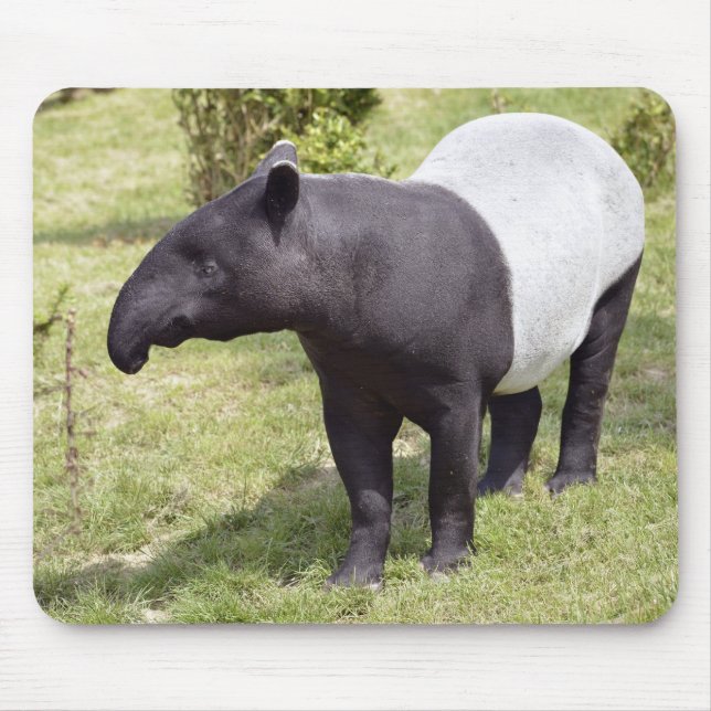 Malayan tapir på gräs musmatta (Framsidan)