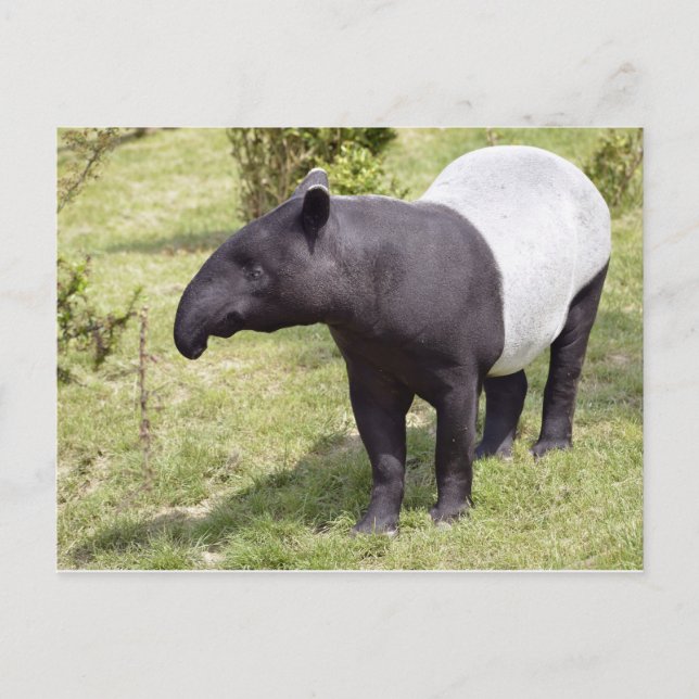 Malayan tapir på gräs vykort (Framsida)