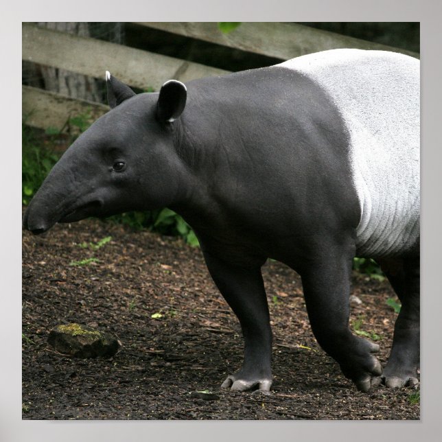Malayan Tapir Poster (Framsidan)