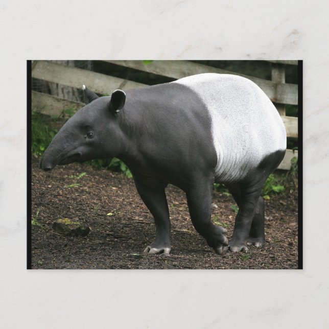 Malayan Tapir-vykort Vykort (Framsida)