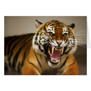 Malayan Tiger #2-kort Hälsningskort