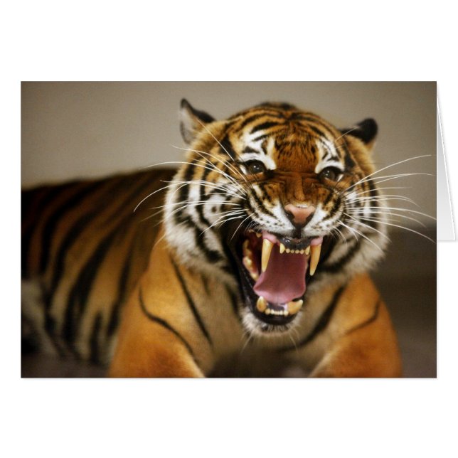 Malayan Tiger #2-kort Hälsningskort (Framsidan Horizontal)