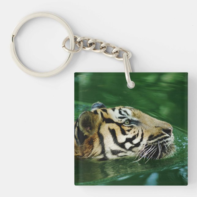 Malayan Tiger Swimming Headshot (Framsidan)