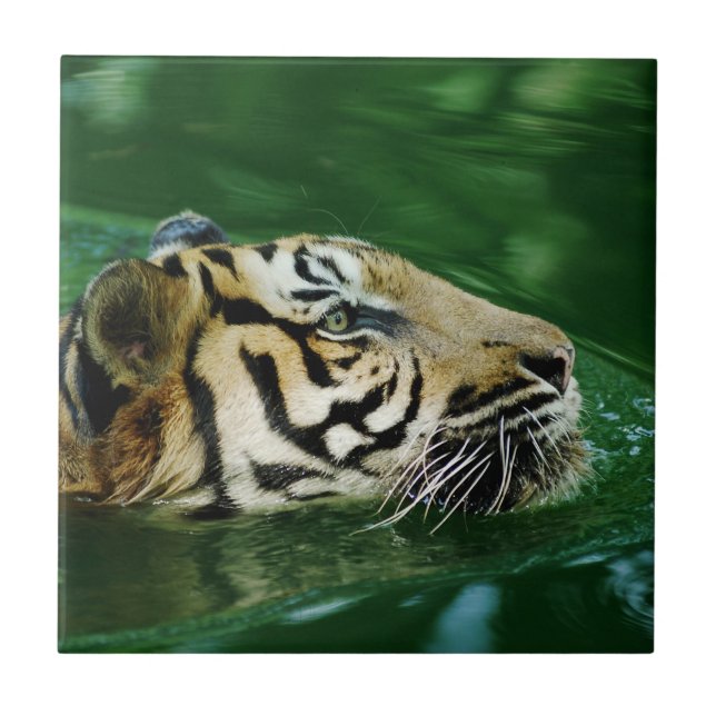 Malayan Tiger Swimming Headshot Kakelplatta (Framsidan)