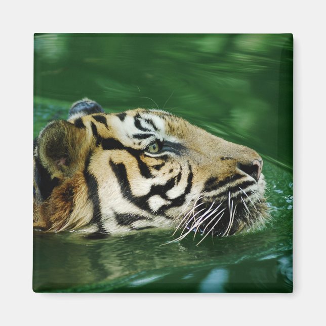 Malayan Tiger Swimming Headshot Magnet (Framsidan)