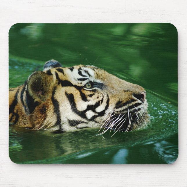 Malayan Tiger Swimming Headshot Musmatta (Framsidan)