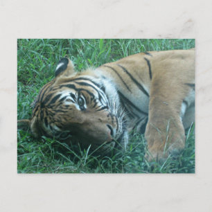 Malayan Tiger Vykort