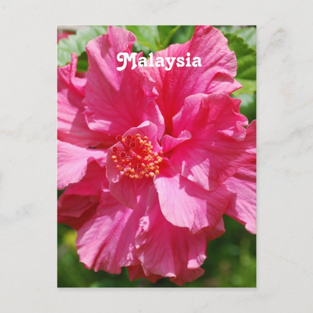 Malaysia Hibiscus Vykort (Framsida)