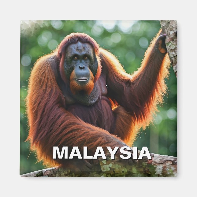 Malaysia Orangutan Magnet (Framsidan)