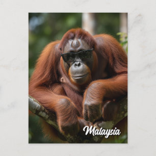 Malaysia Orangutan med solglasögon Vykort