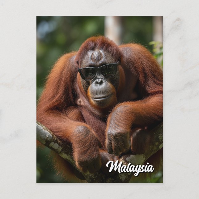 Malaysia Orangutan med solglasögon Vykort (Framsida)