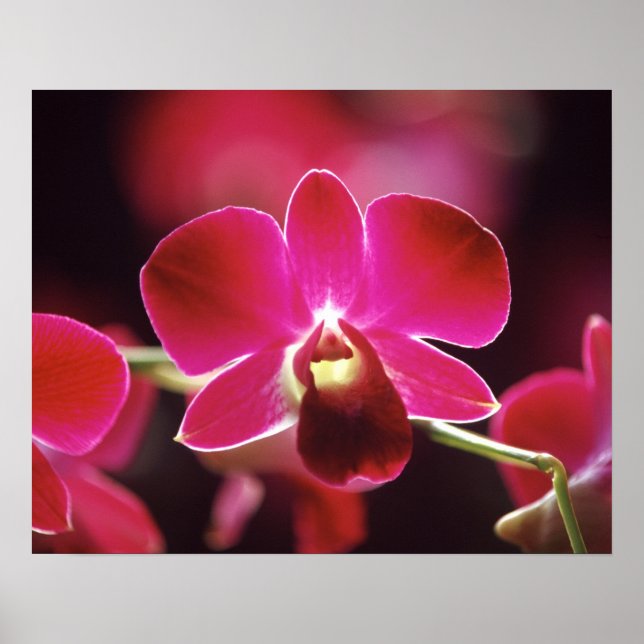 Malaysia, Orchid Poster (Framsidan)