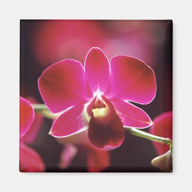 Malaysia, Orkidé Magnet (Framsidan)