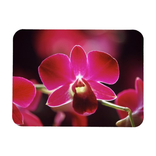 Malaysia, Orkidé Magnet (Horisontell)