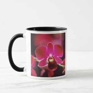 Malaysia, Orkidé Mugg