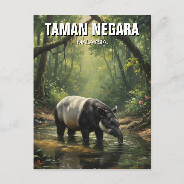 Malaysia Taman Negara Malayan Tapir Vykort (Framsida)
