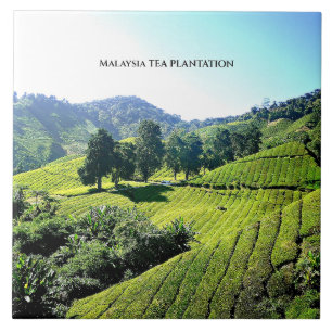 Malaysia Tea Plantation Kakelplatta