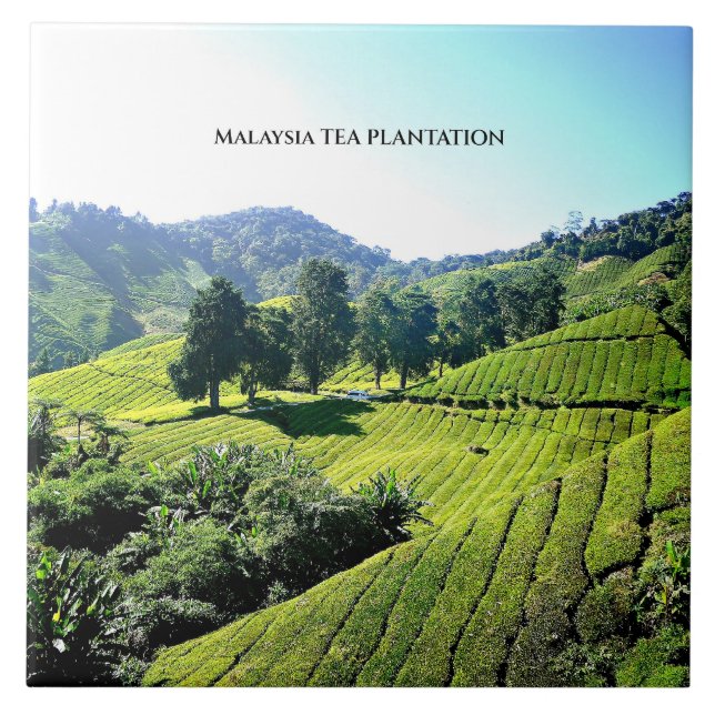 Malaysia Tea Plantation Kakelplatta (Framsidan)