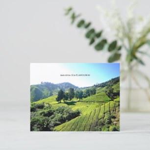 Malaysia Tea Plantation Vykort