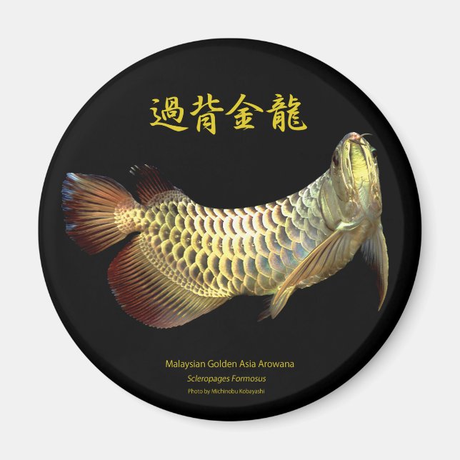 Malaysian Golden Arowana Magnet (Framsidan)