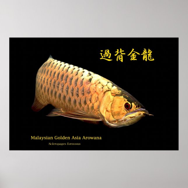 Malaysian Golden Arowana Poster (Framsidan)