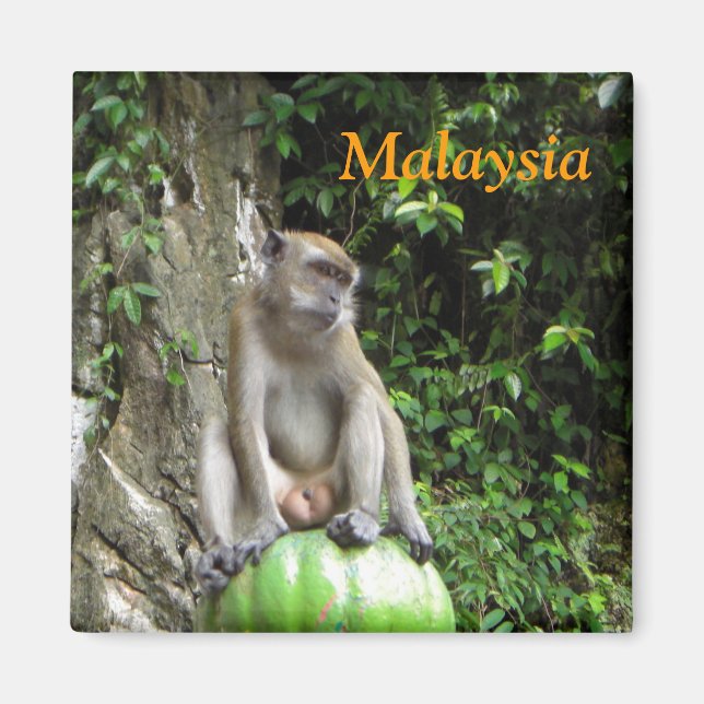 Malaysian Monkey Magnet (Framsidan)