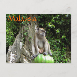 Malaysian Monkey Vykort