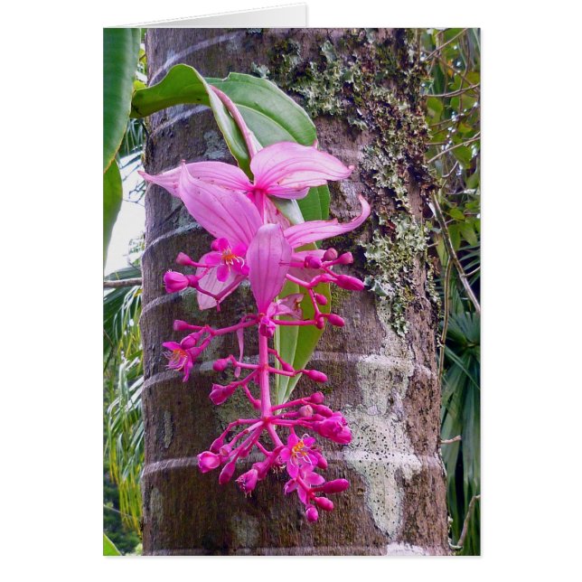 Malaysian Orchid Träd Hälsningskort (Framsidan)