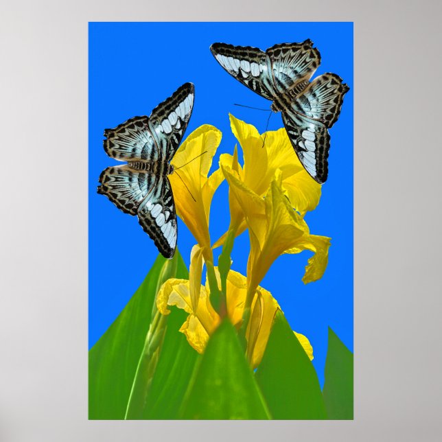Malaysias blå klippfjärilar på Canna Poster (Framsidan)