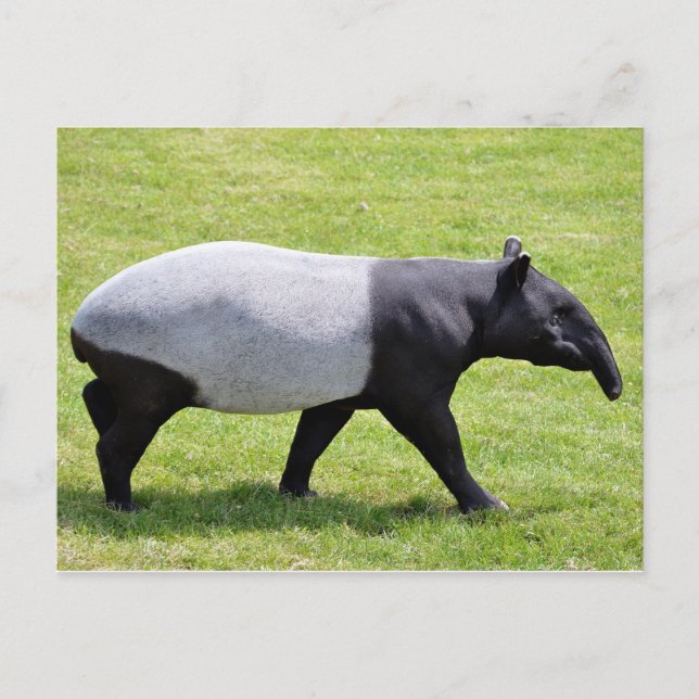 Malaysias tapir går på gräs vykort (Framsida)