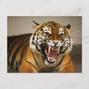 Malaysias tiger #2-vykort vykort