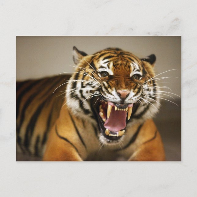 Malaysias tiger #2-vykort vykort (Framsida)