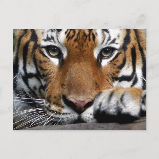 Malaysias tiger #3-vykort vykort (Framsida)