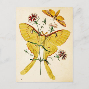Malaysisk Måne Moth & China Rosa Vykort