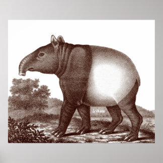 Malaysisk Tapir i liggande från Antique Print Poster