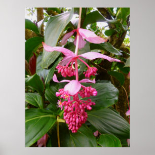 Malaysiskt Orchidträd Poster