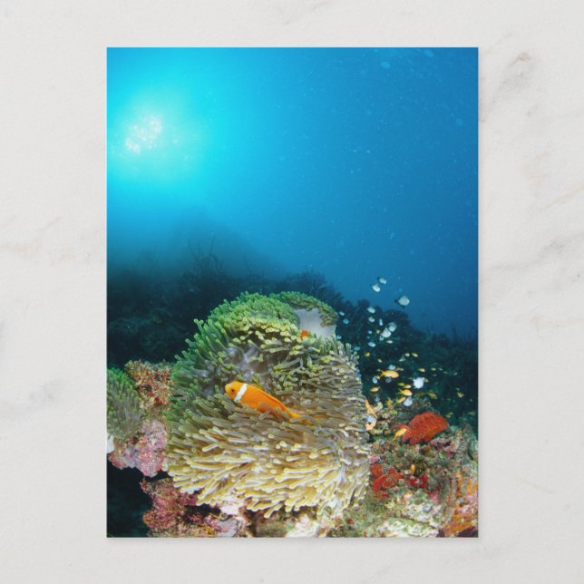 Maldiverna Anemonfisk som simmar under vattnet Vykort (Framsida)