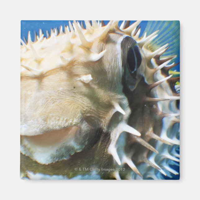 Maldiverna Magnet (Framsidan)