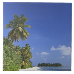 Maldiverna Meemu Atoll, Medhufushi ö Kakelplatta