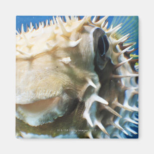 Maldiverna öar magnet