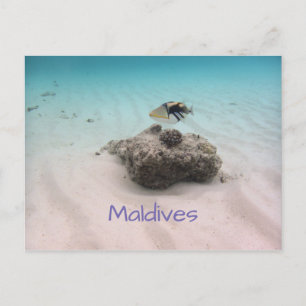 Maldives Blue Ocean White Sand Coral Triggerfish Vykort