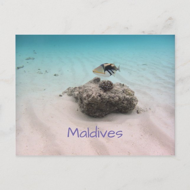 Maldives Blue Ocean White Sand Coral Triggerfish Vykort (Framsida)