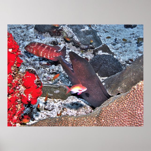 Maldives Reef Snapshot Poster (Framsidan)