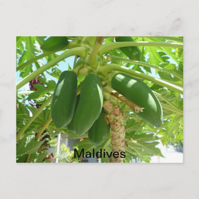 MALDIVES VYKORT (Framsida)