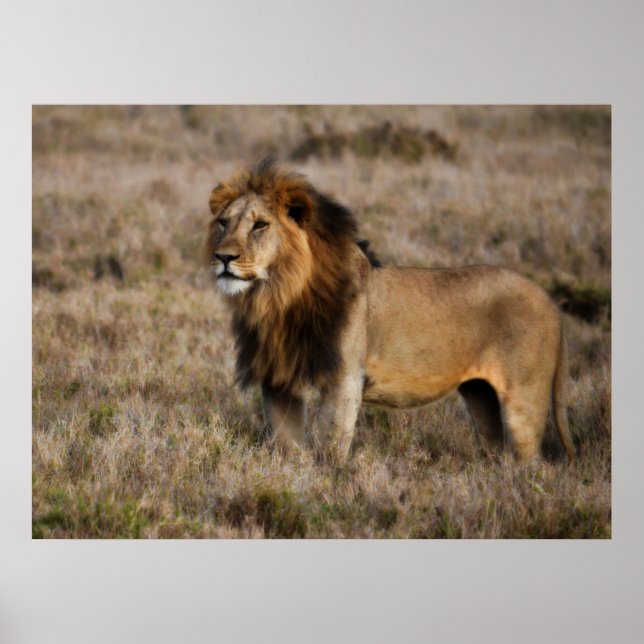Male African Lion in Grass  Poster (Framsidan)
