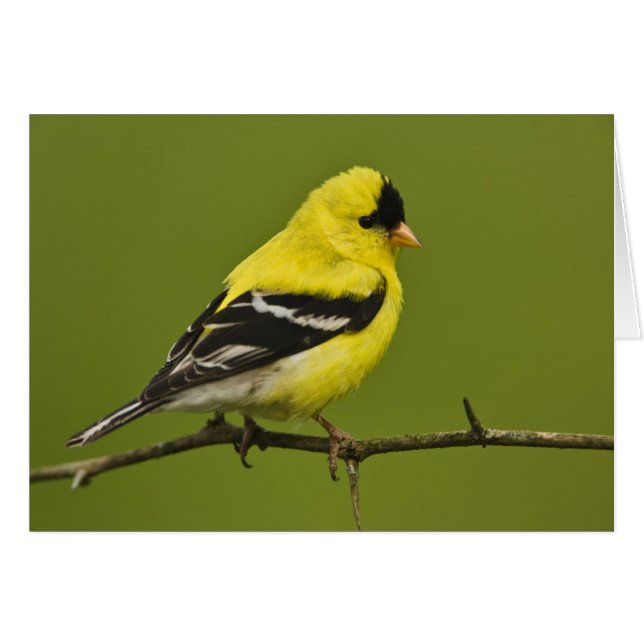 Male American Goldfinch i betäckning. Hälsningskort (Framsidan Horizontal)