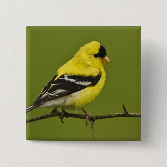 Male American Goldfinch i betäckning. Knapp (Framsida)