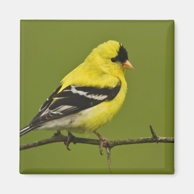 Male American Goldfinch i betäckning. Magnet (Framsidan)